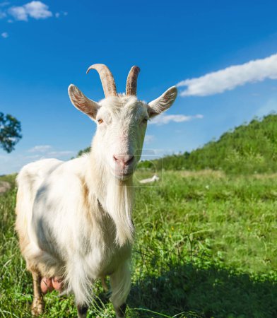Portrait of white goat in village, grazing in nature