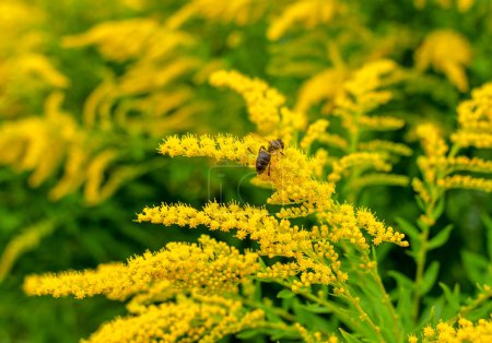 Téléchargez les photos : Les abeilles recueillent le pollen sur les fleurs d'herbe à poux jaune. Allergène naturel, collection miel, miel - en image libre de droit