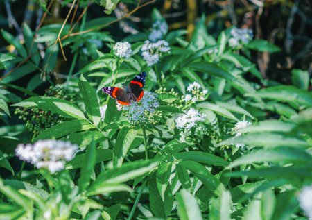Téléchargez les photos : Le papillon est assis sur des fleurs de sureau. - en image libre de droit