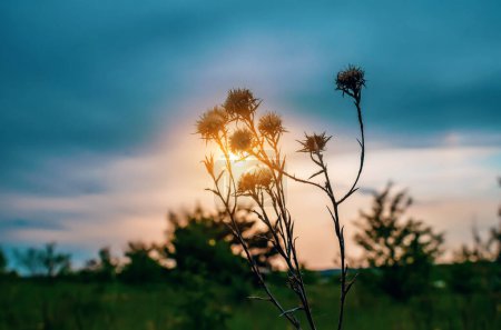 Téléchargez les photos : La silhouette d'une plante sèche est éclairée par le soleil couchant - en image libre de droit