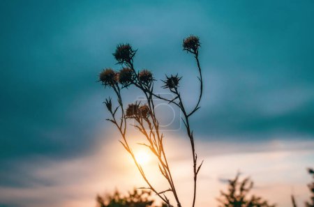 Foto de La silueta de una planta seca está iluminada por el sol poniente - Imagen libre de derechos
