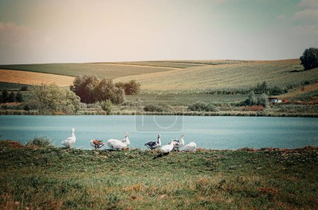 Foto de Gansos domésticos en la orilla de un pequeño lago en el pueblo - Imagen libre de derechos