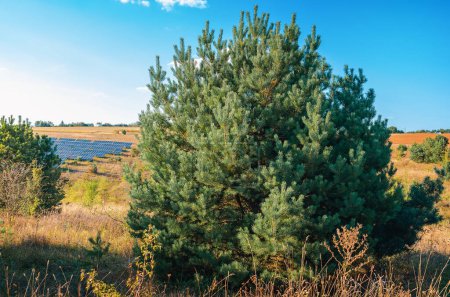 Téléchargez les photos : Panneaux solaires sur une colline dans un champ regardant à travers les pins - en image libre de droit