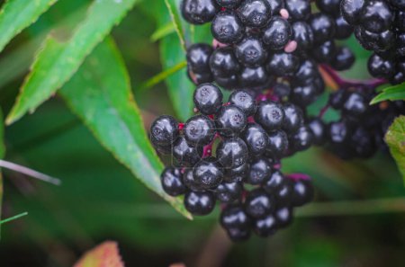 Macro shot of ripe black elderberry berries with green leaves. Close up view