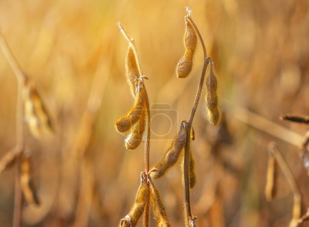 Téléchargez les photos : Des gousses de soja doré dans un ensoleillement dispersé. Fond flou - en image libre de droit