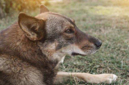 Téléchargez les photos : Sad eyes on face of large dog close-up. Melancholy dog. Emotions of animals. - en image libre de droit