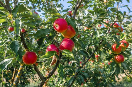 Téléchargez les photos : Pommes mûres rouges sur les branches dans le jardin d'automne. Récolte de fruits. Fruit lumineux économiseur d'écran. - en image libre de droit