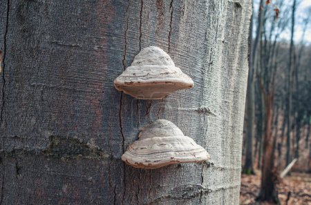 Foto de Champiñones morera en un tronco de árbol en el bosque. Hongos parásitos en un árbol - Imagen libre de derechos
