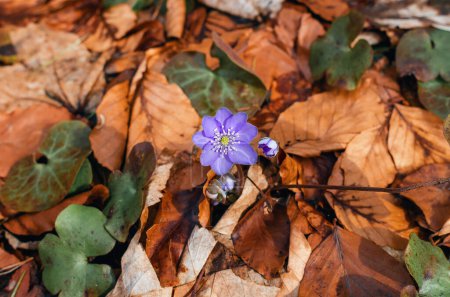 Blaue Blüten von Hepatica nobilis zwischen abgefallenen Blättern im Wald