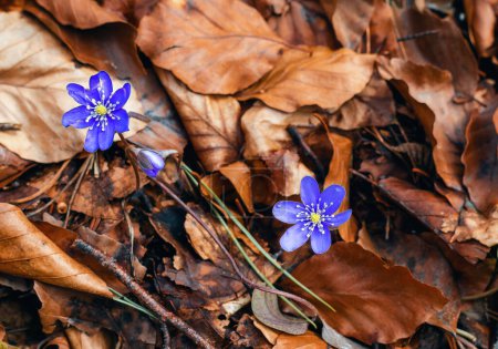 Blue flowers of Hepatica nobilis among fallen leaves in forest