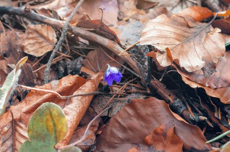 Blue flowers of Hepatica nobilis among fallen leaves in forest