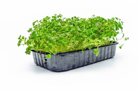 Microgreens Japanese cabbage sprouts on white isolate background. Healthy vitamin nutrition. Spring food.