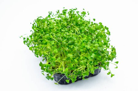 Microgreens Japanischer Kohl sprießt auf weißem isoliertem Hintergrund. Gesunde Vitamin-Ernährung. Frühling