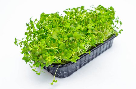 Microgreens Japanese cabbage sprouts on white isolate background. Healthy vitamin nutrition. Spring