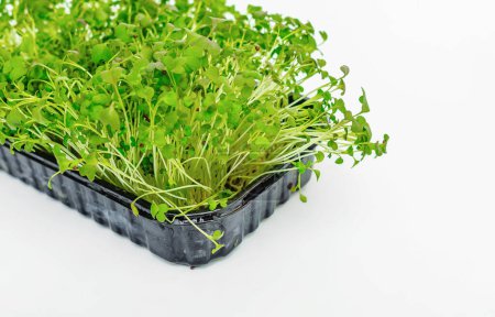 Microgreens Brotes de col japonesa sobre fondo aislado blanco. Nutrición saludable con vitaminas. Primavera