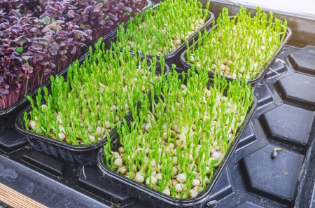 Photo for Pea sprouts, microgreens in plastic trays. Healthy eating, vitamin food. - Royalty Free Image