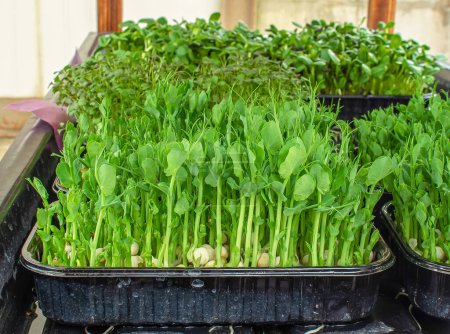 Photo for Pea sprouts, microgreens in plastic trays. Healthy eating, vitamin food. - Royalty Free Image