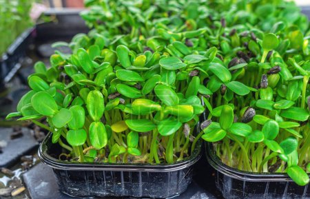 Téléchargez les photos : Micro-verts frais en gros plan. Choux de tournesol cultivés pour une salade saine. Bien manger, rester jeune et moderne concept de cuisine de restaurant - en image libre de droit