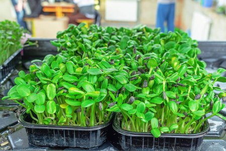 Téléchargez les photos : Micro-verts frais en gros plan. Choux de tournesol cultivés pour une salade saine. Bien manger, rester jeune et moderne concept de cuisine de restaurant - en image libre de droit