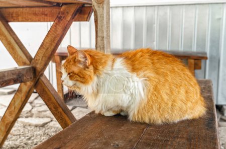 SDF triste chat de rue rouge se trouve sur un banc en bois. Le problème des soins aux animaux sans abri.
