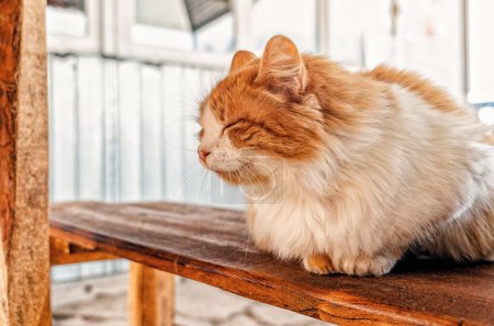 Triste chat de rue rouge se trouve sur un banc en bois et dort. Le problème des soins aux animaux sans abri