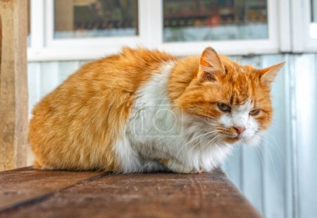 SDF triste chat de rue rouge se trouve sur un banc en bois. Le problème des soins aux animaux sans abri.