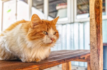 Rêveur rousse chat de rue se trouve sur un banc en bois. Le problème des soins aux animaux sans abri