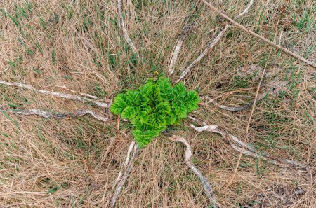 Junge Triebe der Pflanze Heracleum sosnowskyi zwischen trockenem, gelbem Gras. Invasive Pflanzen, giftige Pflanzen