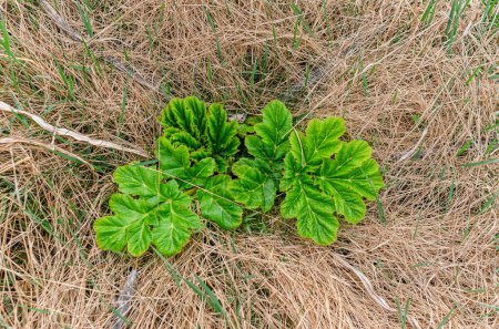 Les jeunes pousses de l'Heracleum sosnowskyi plantent parmi l'herbe jaune sèche. Plantes envahissantes, plantes toxiques