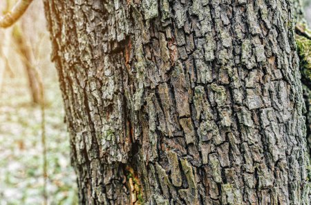 Contexte de l'écorce d'un pommier. écailles d'écorce d'arbre sec dans la forêt