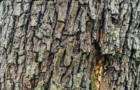 Background of the bark of an apple tree. Dry tree bark scales in the forest