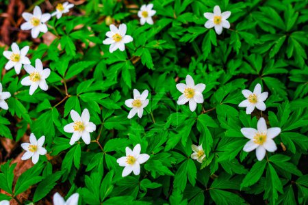 Anemone white forest flowers with green leaves
