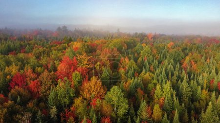 Atmospheric photo autumn forest. Bright colors of trees, red brown maple leaves at sunrise in fog
