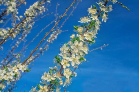 Fluffy cherry branch with fresh white blossom in full bloom against blue sky background. Spring