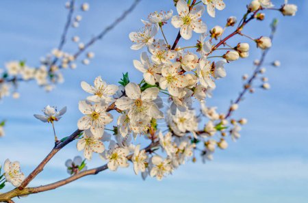 Amazing cherry branch with fresh white blossom in full bloom against blue sky background. Spring