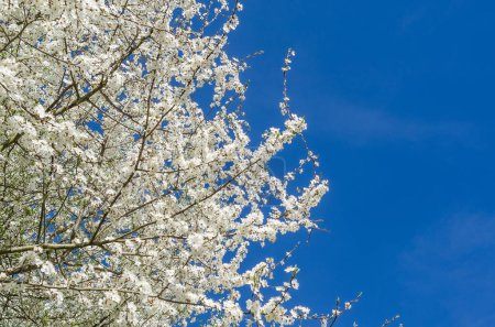 Sakura branches with fresh white flowers in full bloom against blue sky background. Copy space.