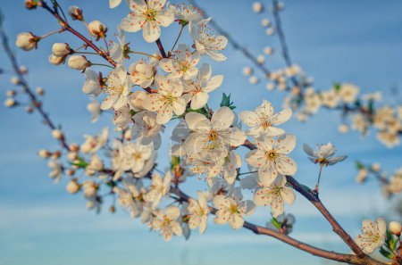 Amazing cherry branch with fresh white blossom in full bloom against blue sky background. Spring