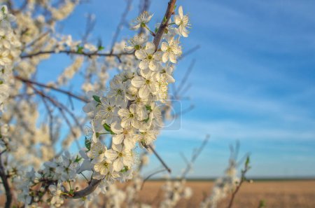 Fluffy cherry branch with fresh white blossom in full bloom against blue sky background. Spring