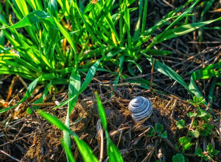 Empty snail shell on dry root among green grass. Sun rays, selective focus. Tranquil spring scene
