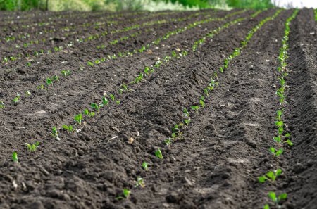 Field rows of planted cabbage seedlings. Green seedlings of cabbage on field. Close up view