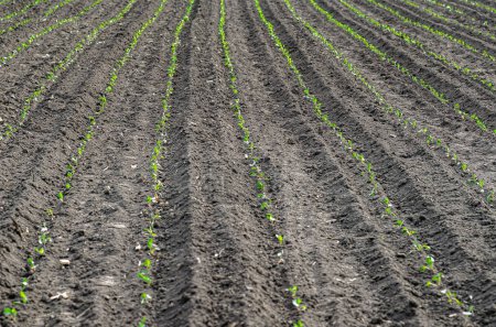 Field rows of planted cabbage seedlings. Green seedlings of cabbage on field. Agriculture concept