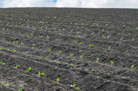 Green seedlings of cabbage on field. Field rows of planted cabbage seedlings. Agriculture concept