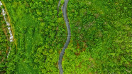 Top view of the road in the forest in the mountains. Wavy road in nature.