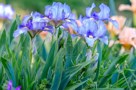 Blaue Irisblüten auf dem Beet