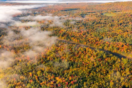 Aerial photo of autumn forest. Bright colors of trees, red-brown maples in fog. New Hampshire, USA