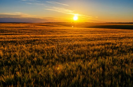 Magische Abendstimmung, Sonnenuntergangslandschaft und goldenes Weizenfeld. Ähren des Weizens schwanken im Wind