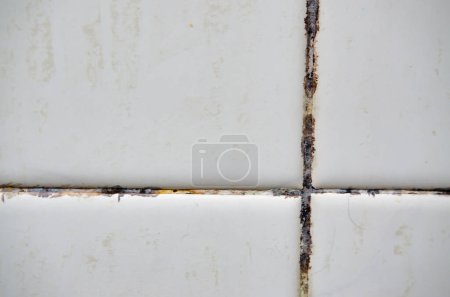 Photo for The tiles have mold stains in their grooves - Royalty Free Image