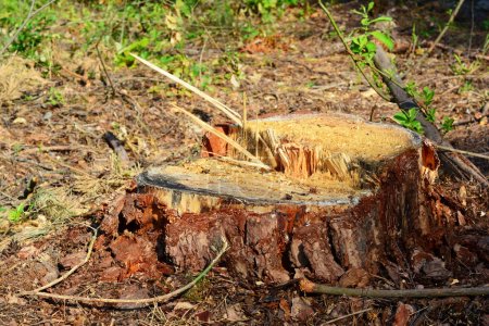 Photo for Tree stump in the  forest. Pine tree stump close up. - Royalty Free Image