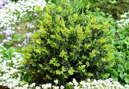 Close up on untrimmed buxus, boxwood shrubs. Boxwoods in Spring. 