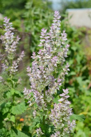 A close-up on Salvia sclarea or clary sage, medicinal herb blooming, growing for aromotherapy essential oil.